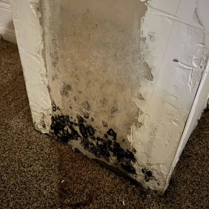 Professional Mold Removal in Cerro Gordo, IL